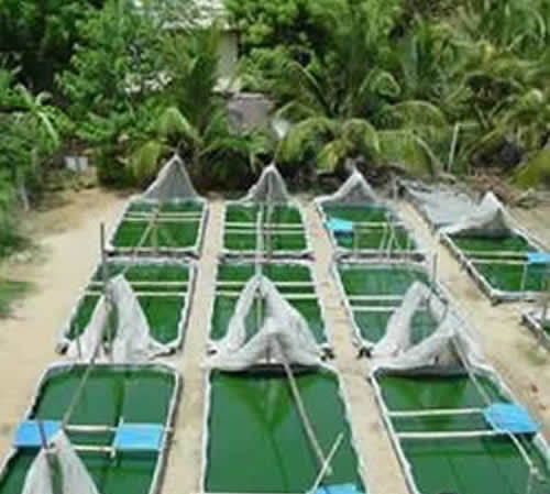 nitrogen fixing cyanobacteria  ponds